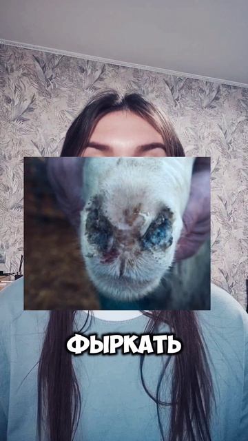 ❗ЭСТРОЗ ОВЕЦ❗