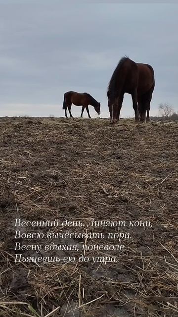 10.05.25 АЗ #ниднябезрифмы