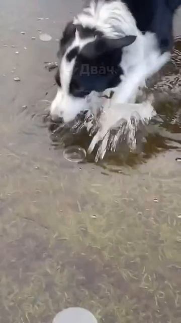 Ледоколли