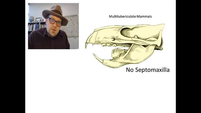 Episode 15: The Septomaxilla Bone