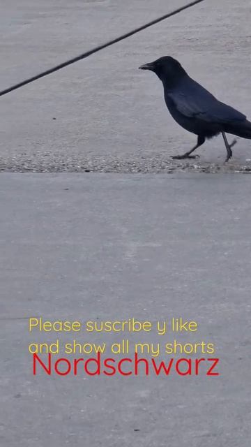 Black Bird "Tordo" Turdus Medula