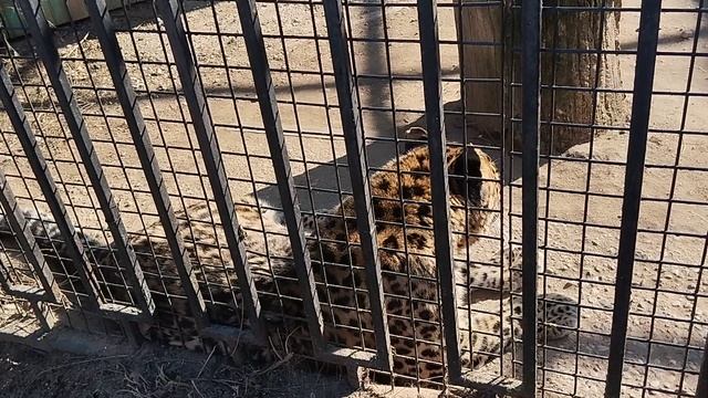 Дальневосточный леопард Лео слегка на меня рычит. Минск 7 марта