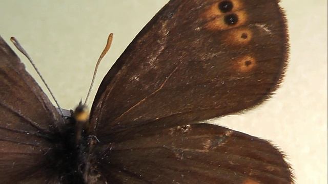 ИЗ МИРА: 151. Erebia medusa (чернушка медуза)