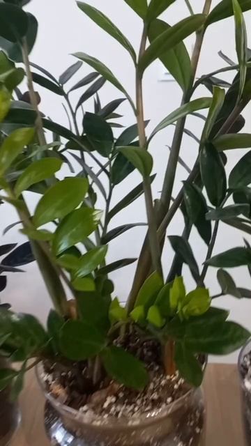 Какое окно выбрать для замиокулькаса?