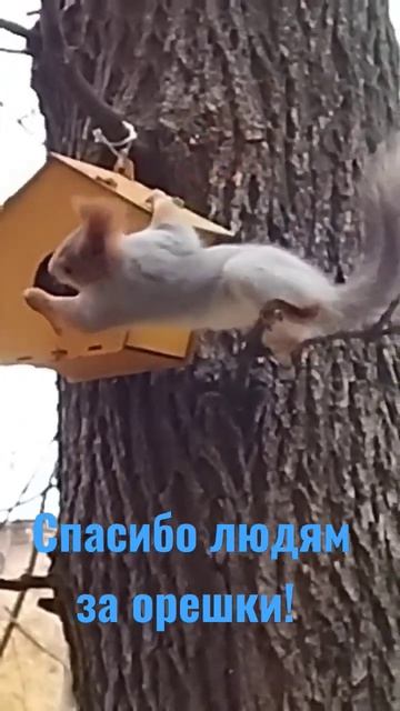 Помогайте братьям нашим меньшим! г. Ростов-на-Дону 25.11.2022 г.