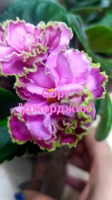 фиалка сорта "Джорджия"