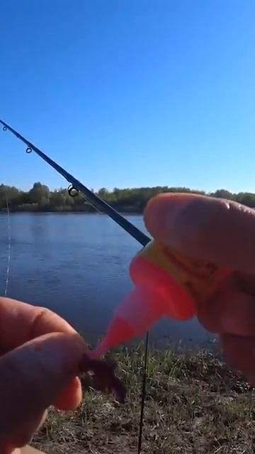 Зачетная плотва #shorts #shortsvideo #рыбалка #fishing