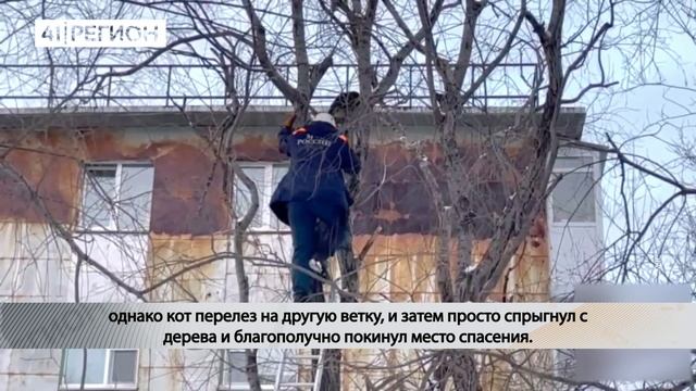 ОТ ПОМОЩИ СПАСАТЕЛЕЙ ОТКАЗЫВАЛСЯ КОТ В СТОЛИЦЕ КАМЧАТКИ• НОВОСТИ КАМЧАТКИ