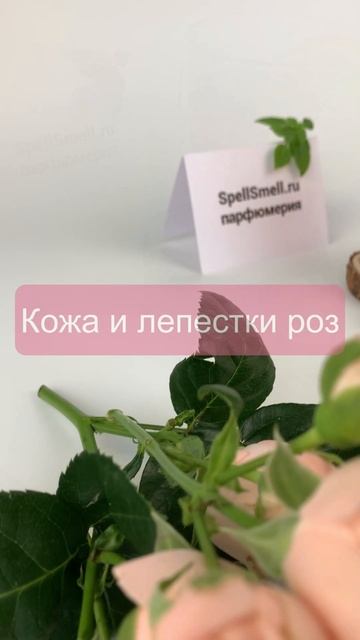 Необычный парфюм с запахом кожи и абсента 🌱