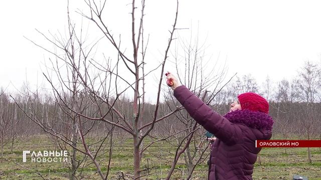 В Орловской области началась сезонная обрезка деревьев