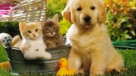 ПЕСЕНКА КОТИКОВ