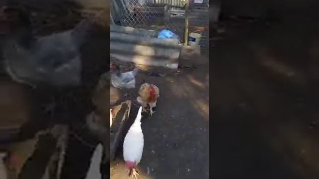 Моë хозяйство