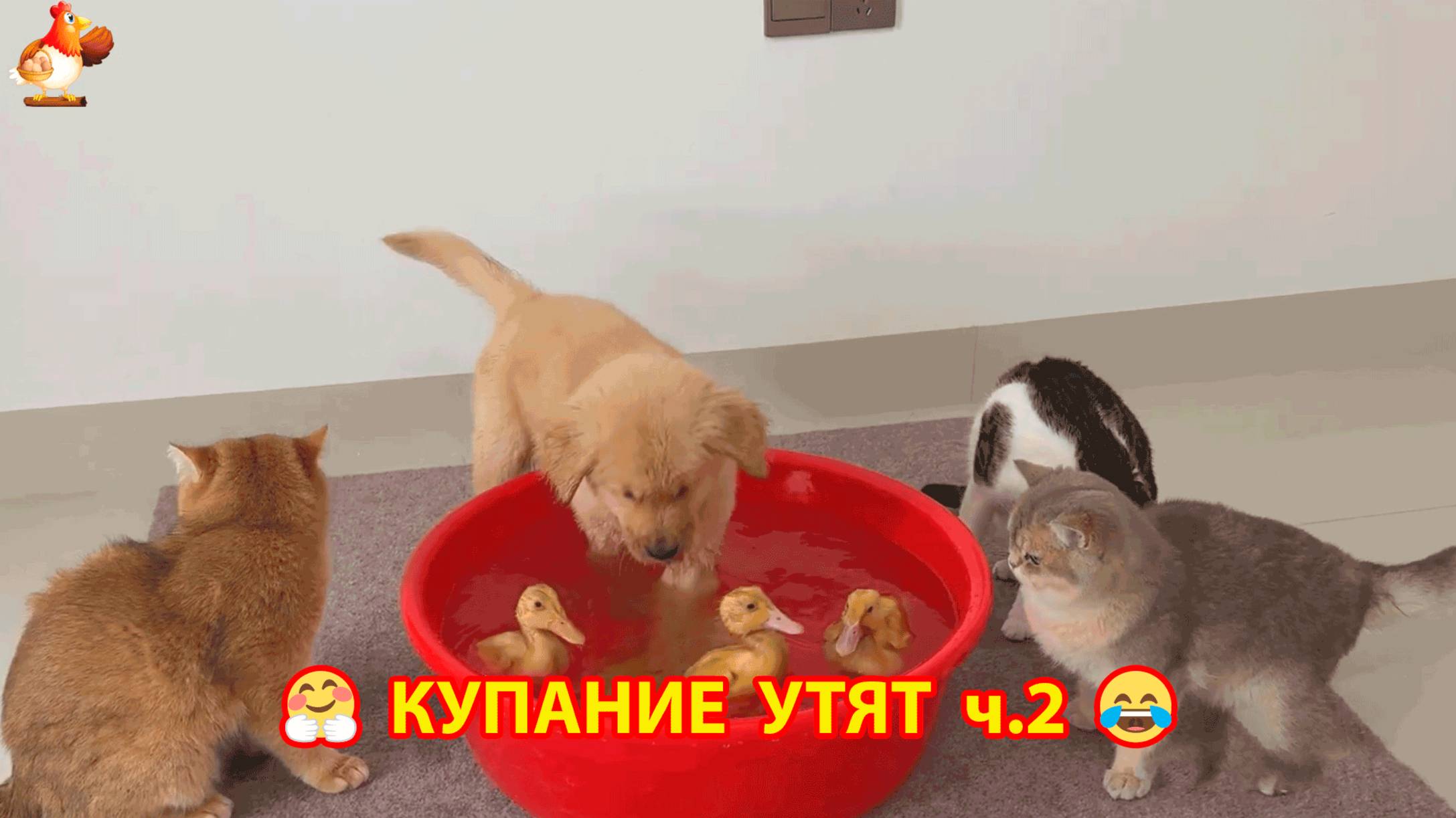 Щенок впервые увидел Утят в тазике ❣️🥰😂 ч.2