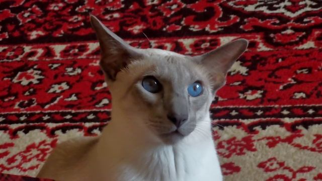 Сиамский кот