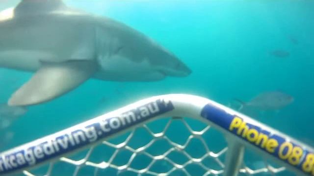 Great White Shark cage diving with Calypso Star Charters. Edited by SHARKLOVER (wayne)