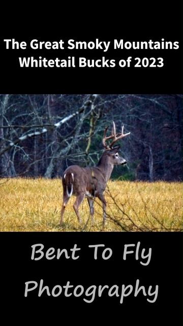 The Great Smoky Mountains Whitetail Bucks of 2023