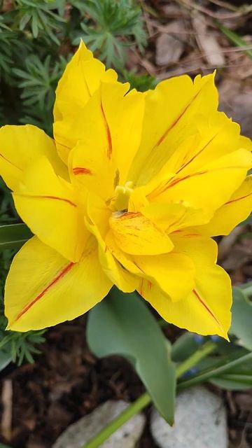 Spring Flowers - Yellow Tulip With Red Stripes 'Monsella'  🌷 🌼