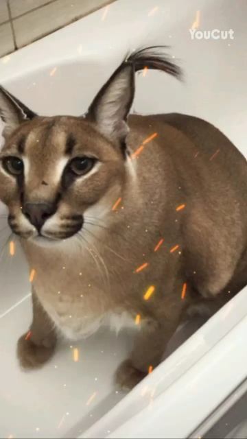 и ещё шлëпа