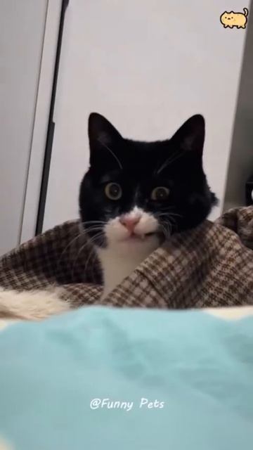 Memes From Internet Part 426