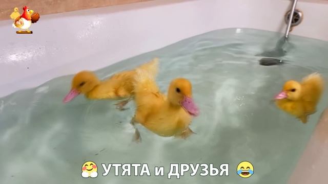 Утята с друзьями – мир нежных эмоций 🤗 эпизод (75)