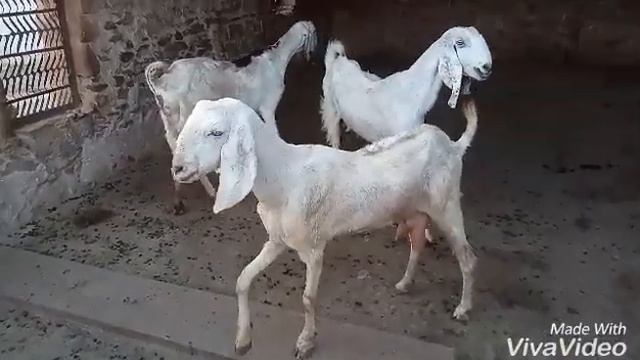 Arman Goat Farm Pipar City jodhpur Rajasthan co.& wa.no. 8290576417