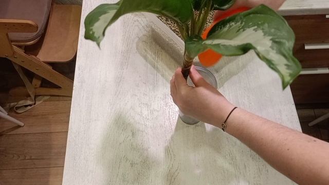 100 дней пересадки: аглаонема паттайя бьюти