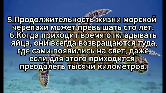 Интересные факты о морских черепахах