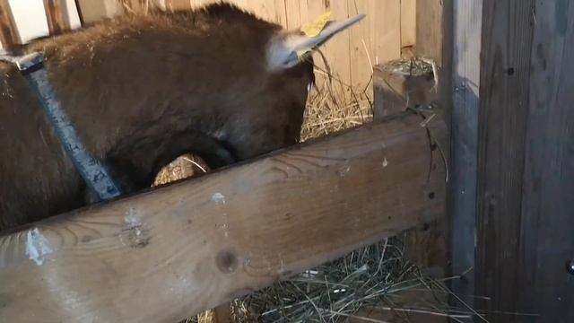 Вет покупки .Кормлю с рук. Моя любимица Перлита в кадре 🤍