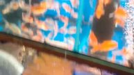 Рыбки на Птичьем Рынке на территории рынка САДОВОД часть 2