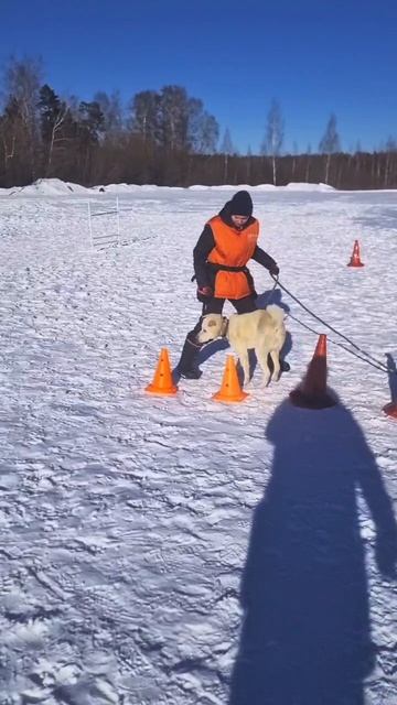 Дрессировка собак #собака #собаки