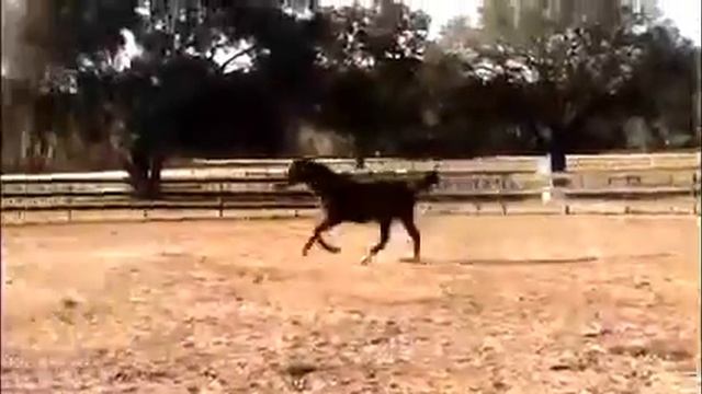 2012 Dutch Warmblood Filly by More Than Luck