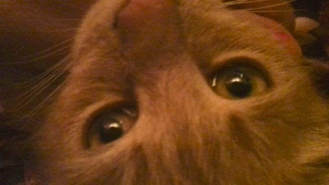 ASMR - Мурчание Рыжего Котюнчика. 🐈