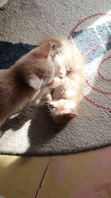 КОТЯТА