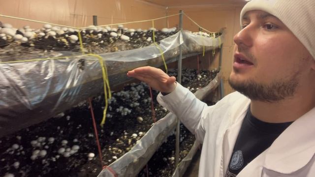 СТАБИЛЬНЫЙ УРОЖАЙ ШАМПИНЬОНОВ | ДВ40