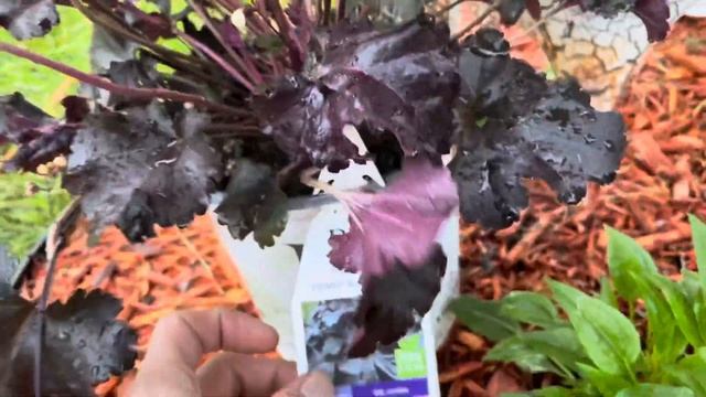 Gardening | Planting A Plant For Sun Or Shade!