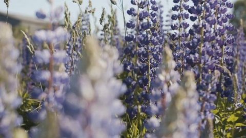 11 plantas repelentes de pragas que deve ter na sua horta