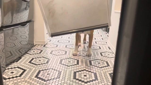 Cooper not figuring out the dog door