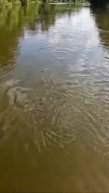 БОЛЬШОЙ ГОЛАВЛЬ  #shorts #рыбалка #fishing #карпомания