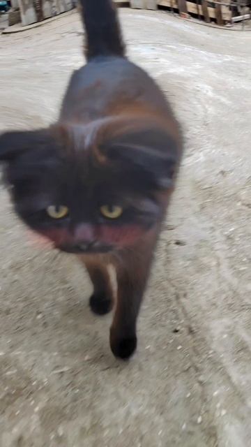 Котик😍