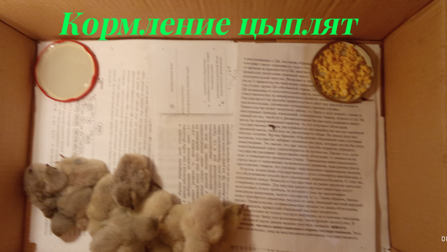 Кормление цыплят
