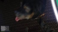 How to Pet Chop in GTA 5 Online The Contract