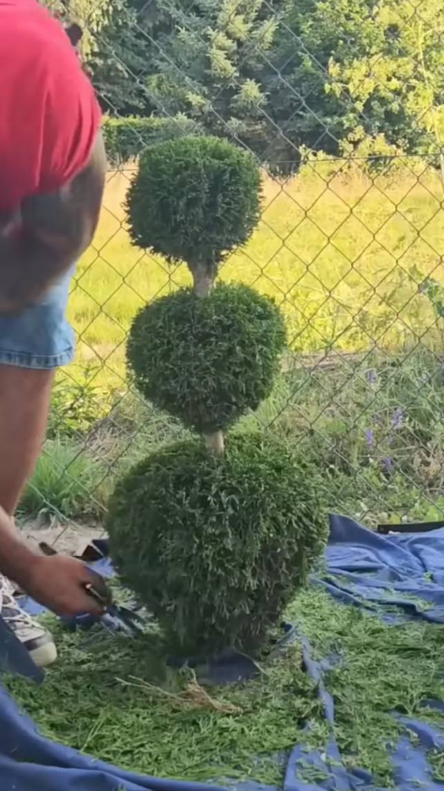 🌿Стрижка деревьев и кустарников! #shorts #garden #советы