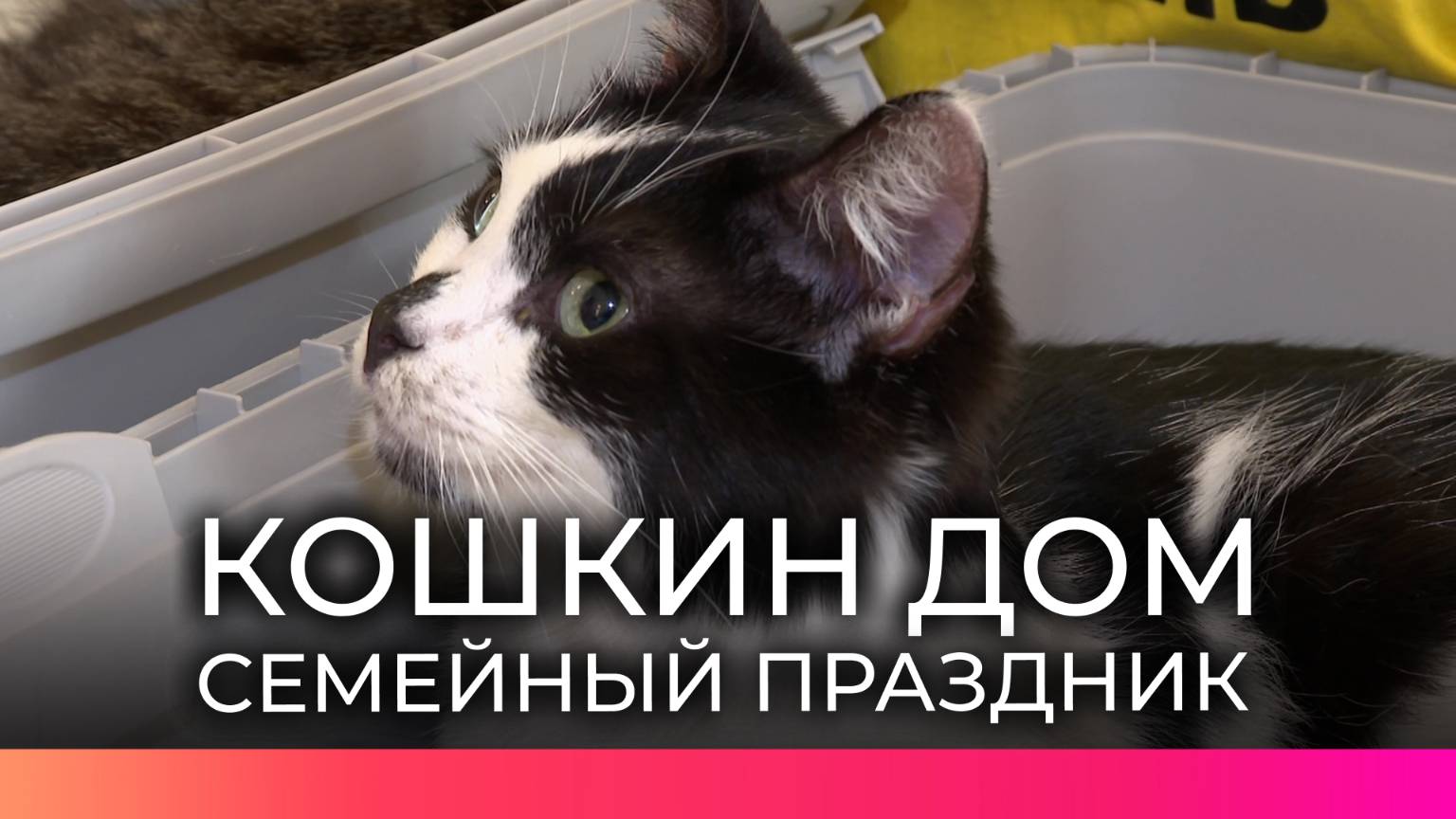На семейном празднике «Кошкин дом» наградили юных новгородских зоозащитников