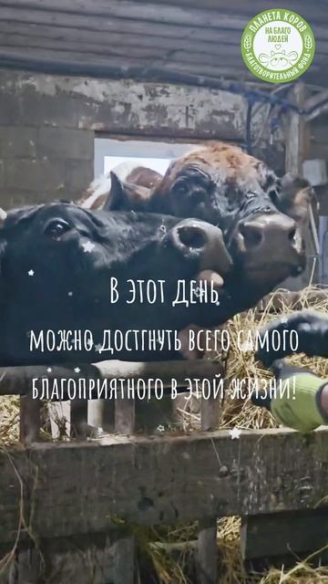 Сегодня кормление коров онлайн в Амалаки экадаши