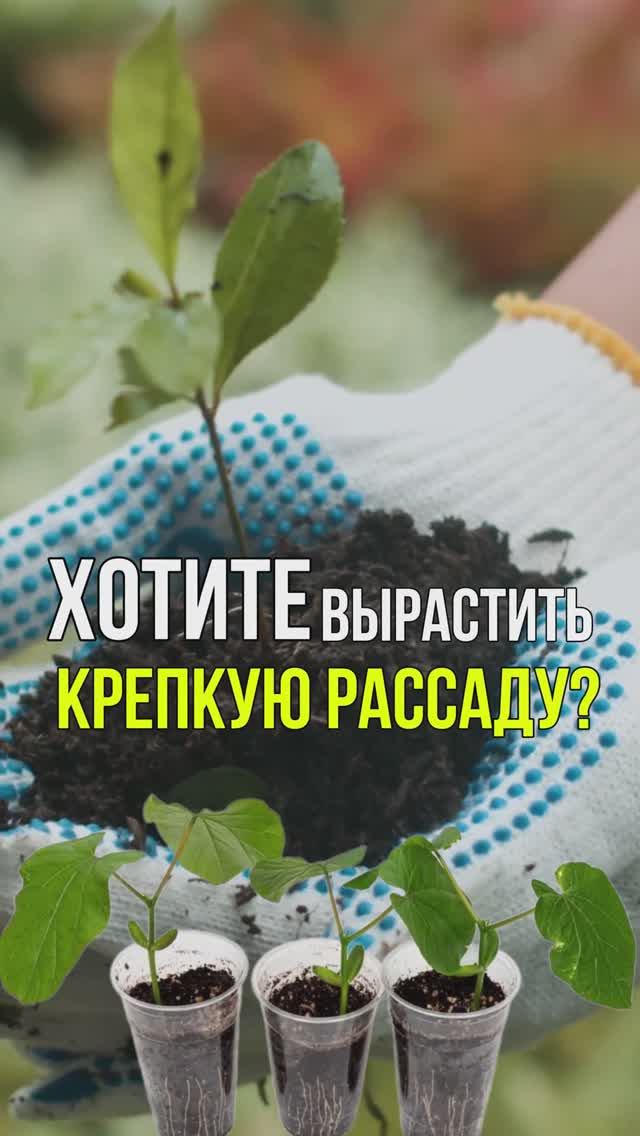 Хотите вырастить крепкую рассаду? Эти стаканы – находка для садоводов