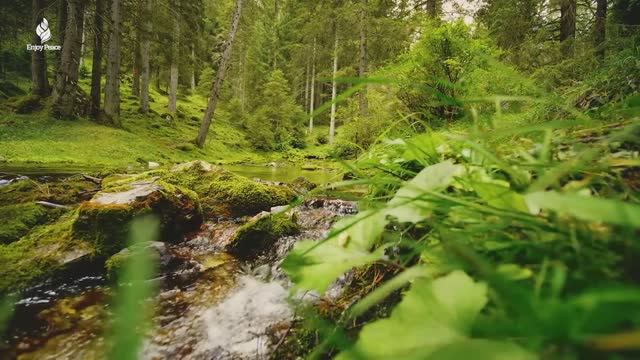 Красивая расслабляющая музыка 🌿 Успокаивает сердце и кровеносные сосуды нежными мелодиями