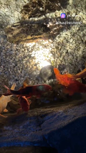 Oceanarium
