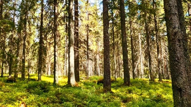 Путешествия по России. Яркий зеленый мох. Густой лес. Видео для релакса.