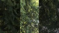 Хортица - храм природы👌🏻 соловьи, лошади...