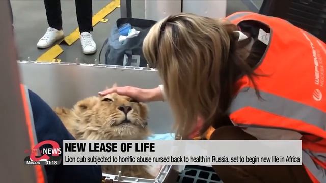Lion cub subjected to horrific abuse nursed back to health in Russia, set to begin new life in ...